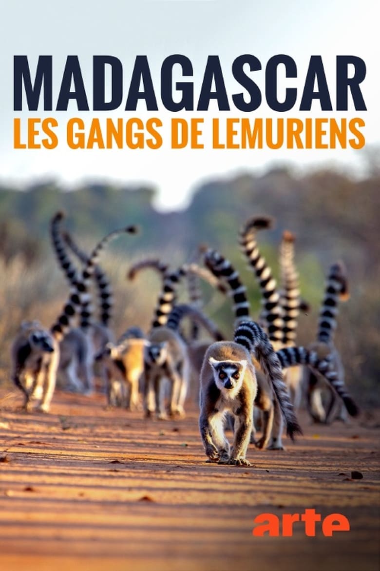 Madagascar : les gangs de lémuriens