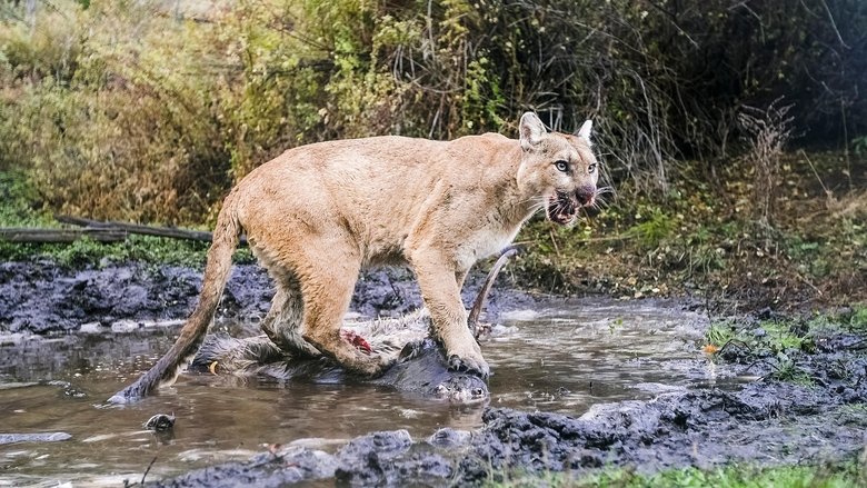 Willow: Diary of a Mountain Lion