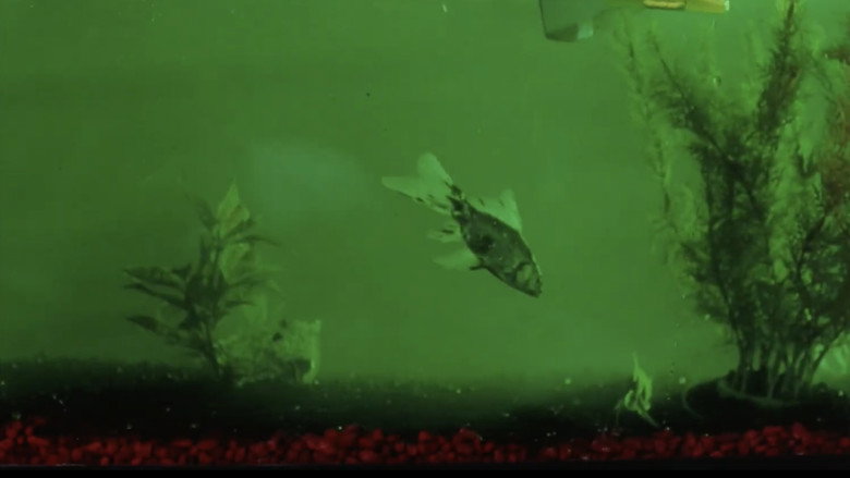 Fresh Kill backdrop 7