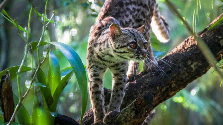 Big Cats: An Amazing Animal Family backdrop 4