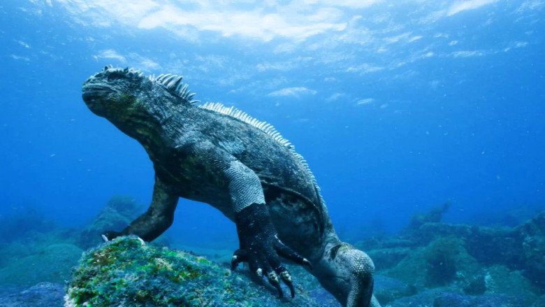 Galapagos 3D with David Attenborough backdrop 4