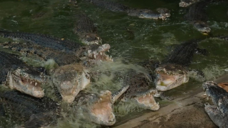 Crocodile Tears backdrop 9