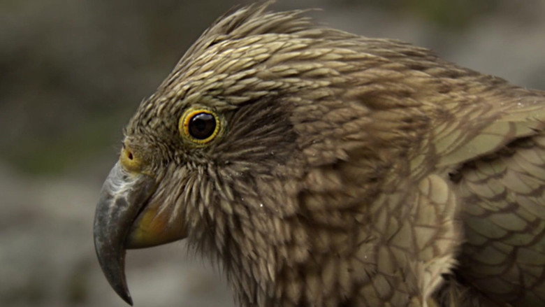 Keas - New Zealand's Witty Daredevils backdrop 3