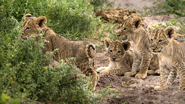 Botswana backdrop 3
