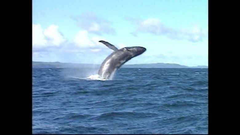 Whales