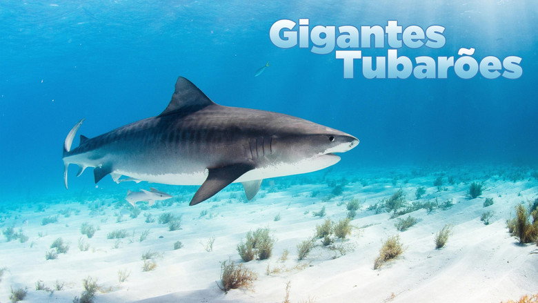 World's Biggest Tiger Shark backdrop 3