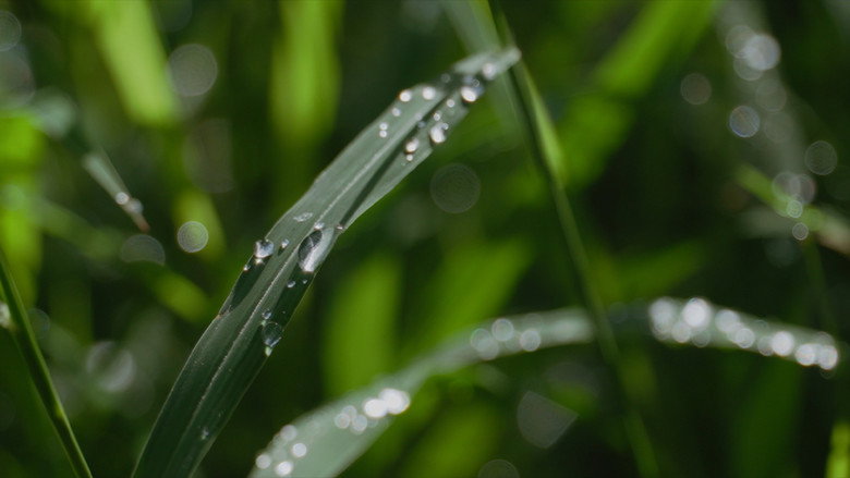 Letters After Rain backdrop 7