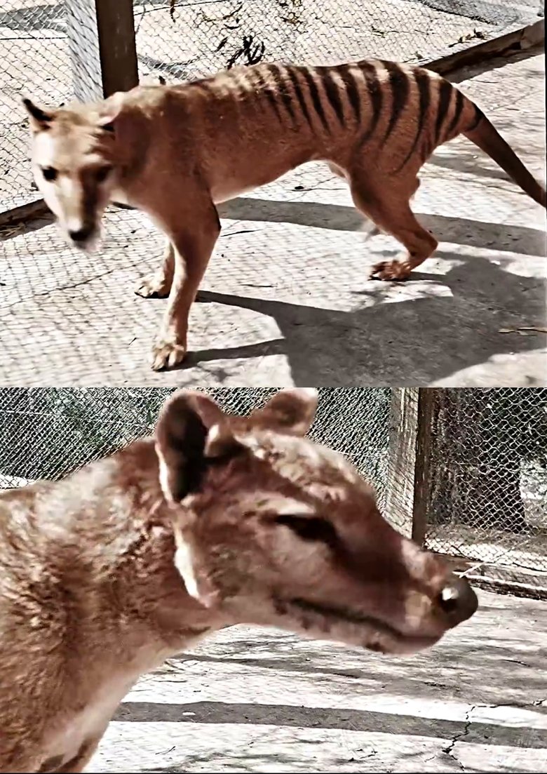 Tasmanian Tiger in Colour