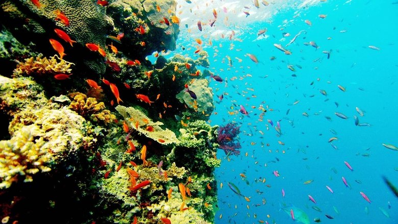 Miracle of the Reef