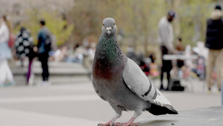 The Pigeon Hustle backdrop 1