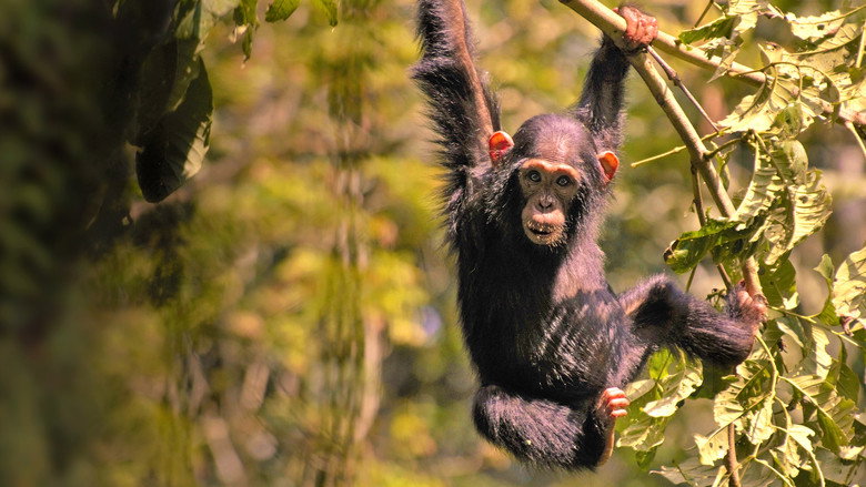 Wild Uganda backdrop 6