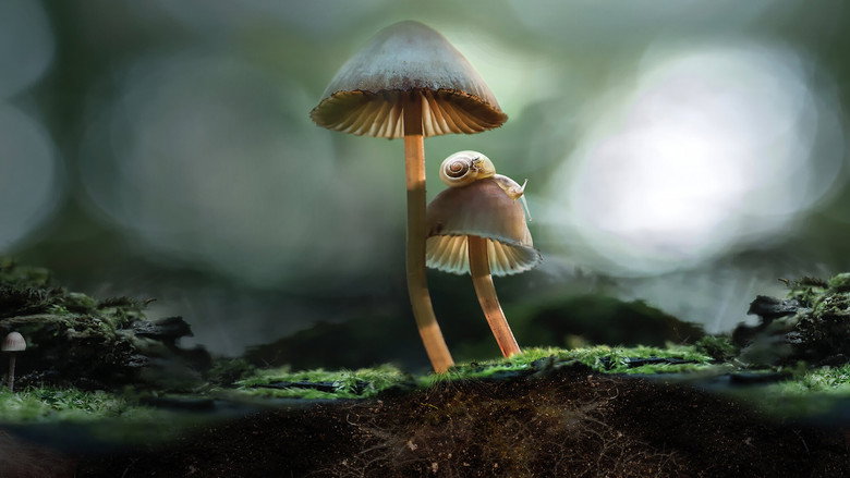 Fantastic Fungi backdrop 8