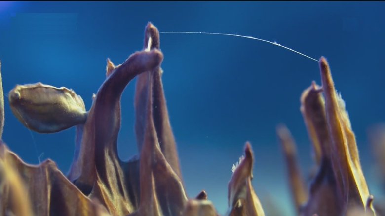 Antarctica: The Frozen Time Capsule