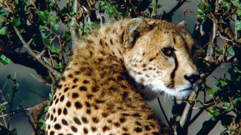 The End of the Game backdrop 2