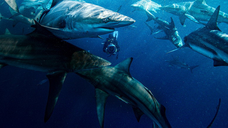 50 Shades of Sharks backdrop 5