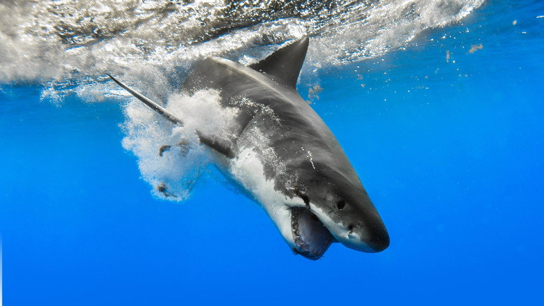 When Sharks Attack backdrop 3