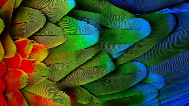 Attenborough's Life in Colour backdrop 7
