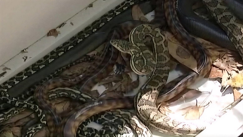 Sneaky Snake Run