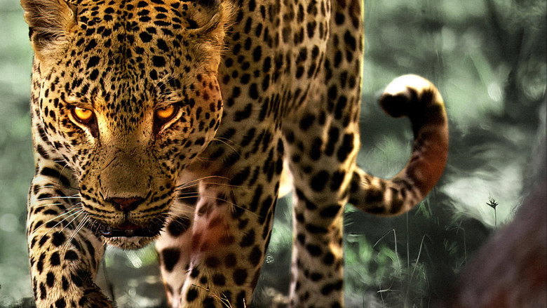 Living with Leopards backdrop 3