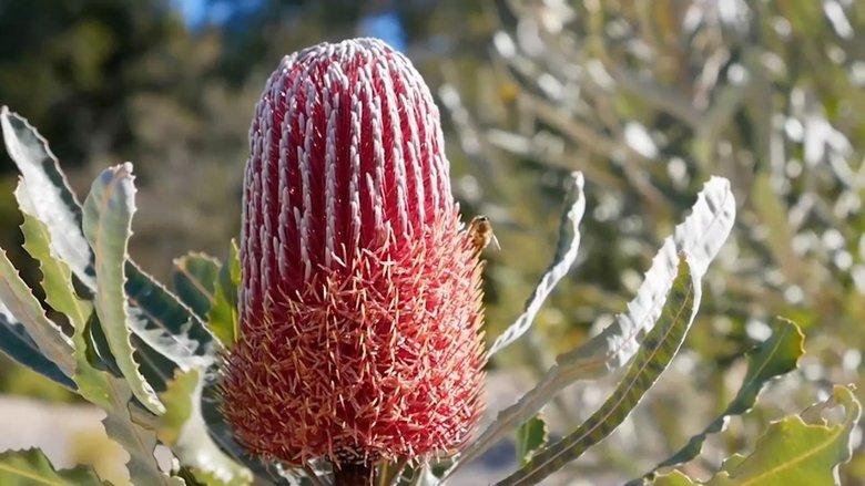 Episode 16 Banksia, Soil, Habitat, Matthew Evans & Budget