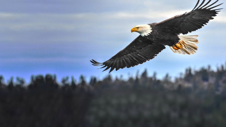 America's Greatest Animals backdrop 5