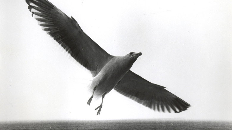 Jonathan Livingston Seagull backdrop 3