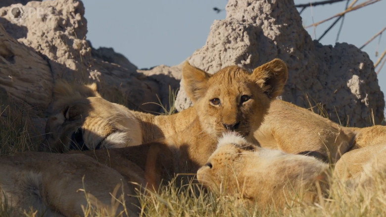 Big Cats 24/7 backdrop 5