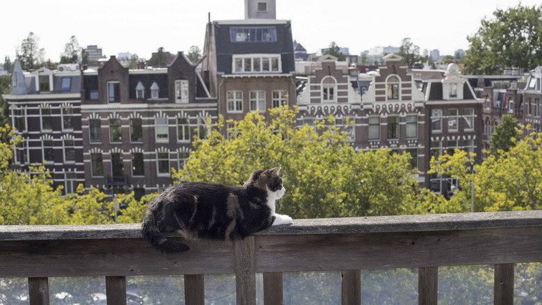 Kitty Love: An Homage to Cats backdrop 6