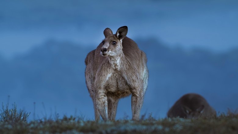 Kangaroo Valley
