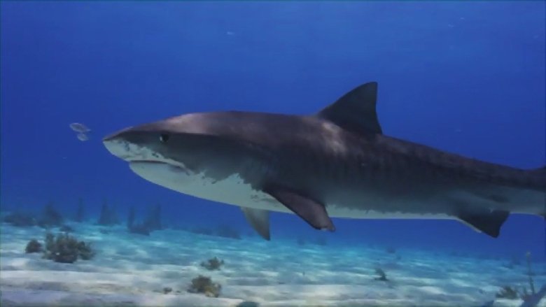 Shark Nation