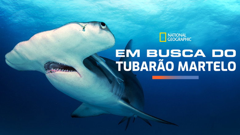 Mega Hammerhead backdrop 8