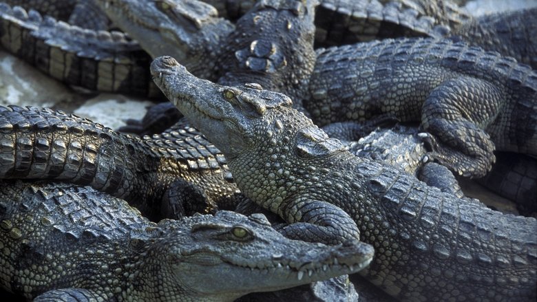 Monster Croc Invasion