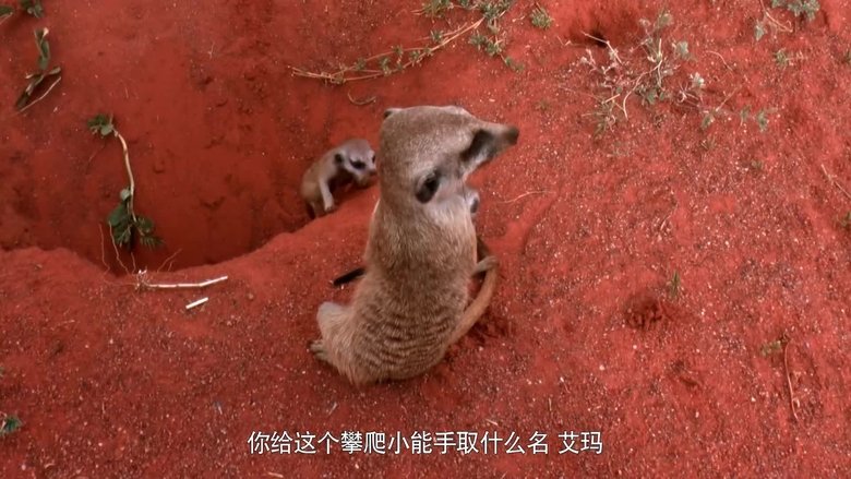 If I Were an Elephant