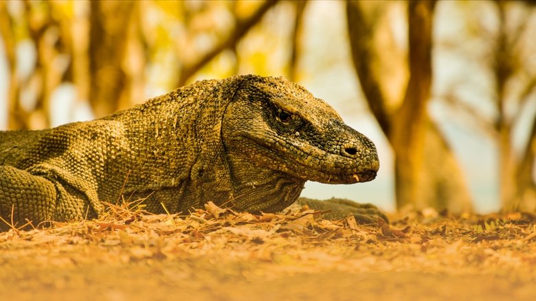 Volcanoes And Dragons In Indonesia