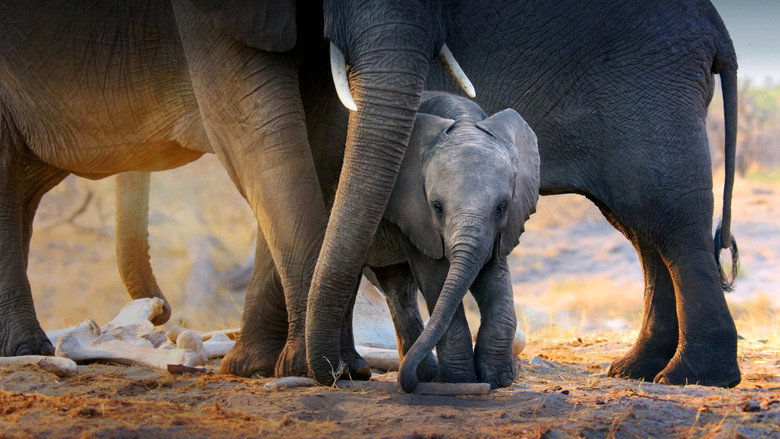 In the Footsteps of Elephant backdrop 2