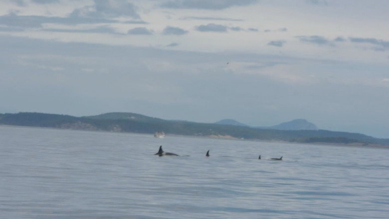 Whales
