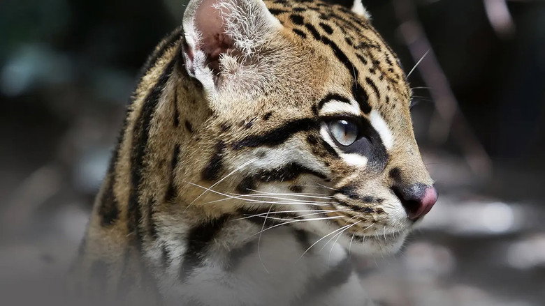 Deep in the Heart: A Texas Wildlife Story backdrop 4