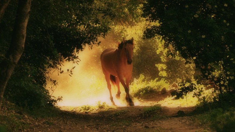 American Mustang backdrop 3