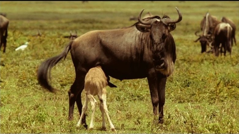 If I Were a Wildebeest