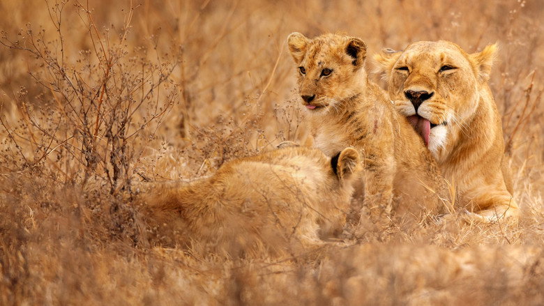 Lion Kingdom backdrop 2