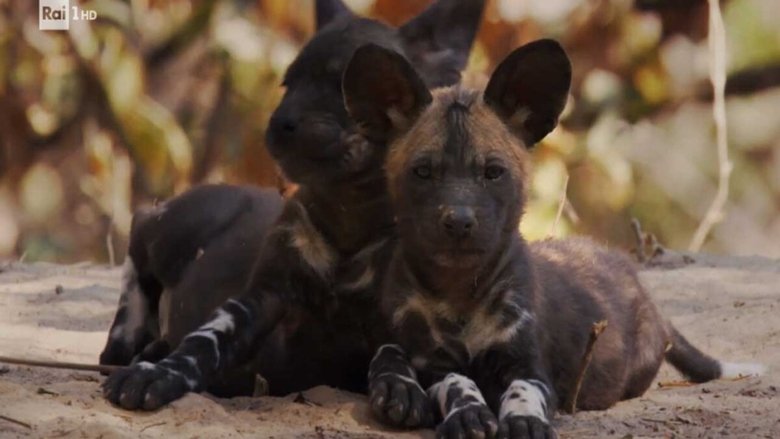 The wild dogs