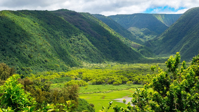 Wild Hawaii backdrop 5