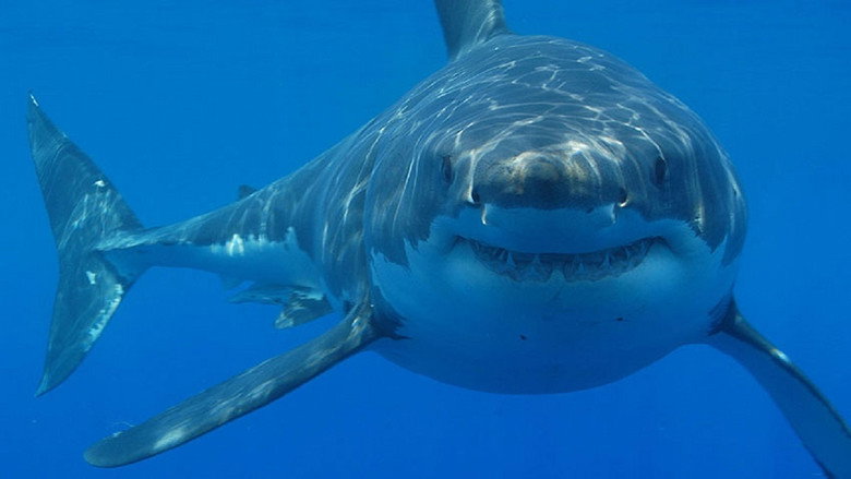 Submarino El tiburon asesino de 12 metros線上电影看完整版