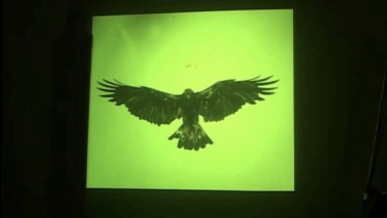Golden Eagle