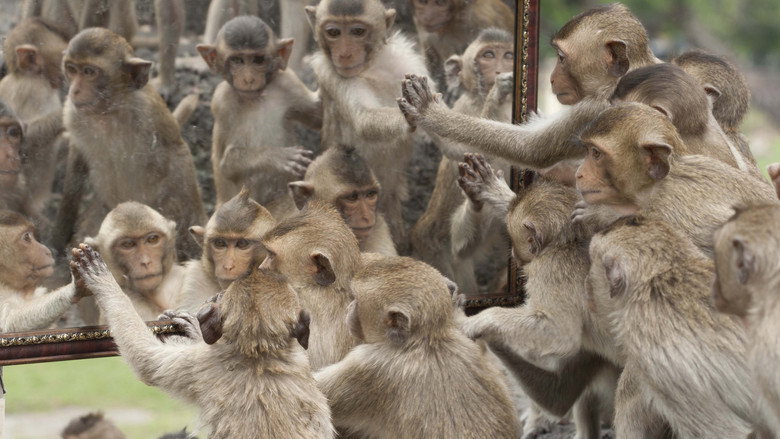 Monkey Planet backdrop 3