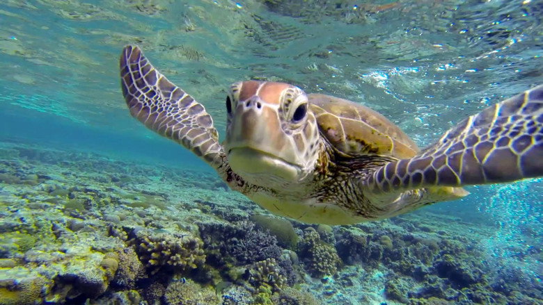 Great Barrier Reef with David Attenborough backdrop 5