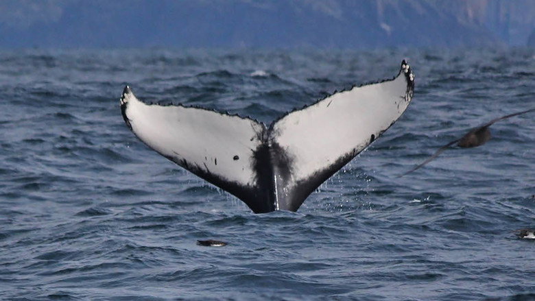 Britain's Whales and Sharks backdrop 2