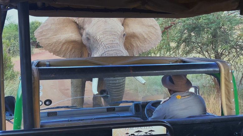 Close Encounters of the Wild Kind