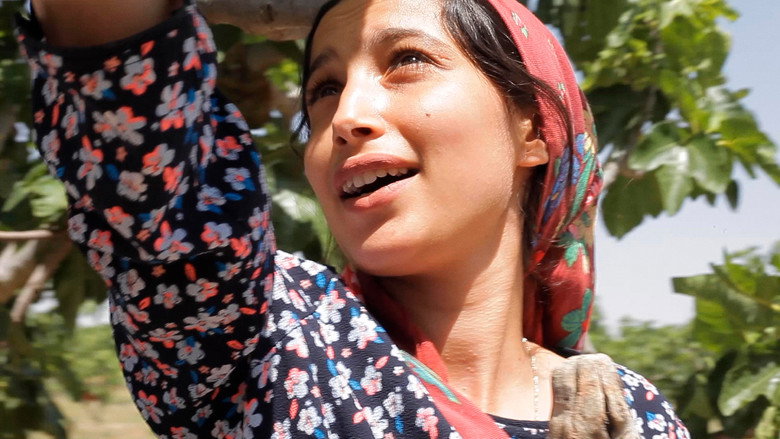 Under the Fig Trees backdrop 4