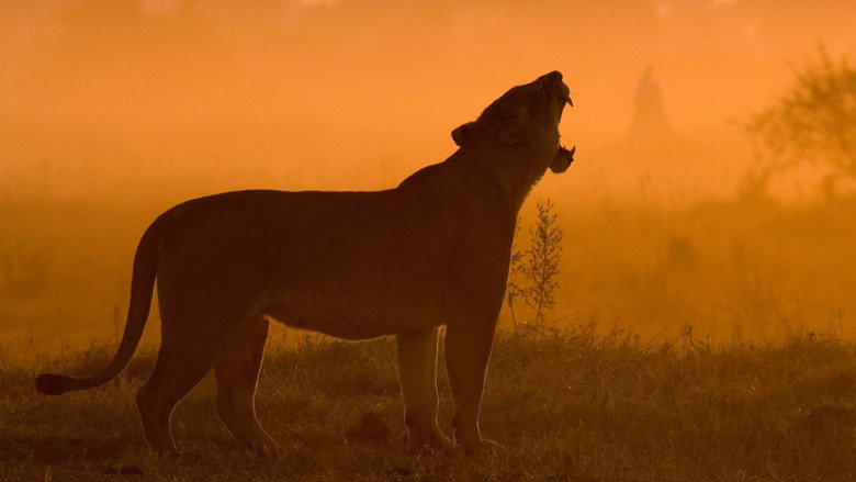 The Last Lions backdrop 6